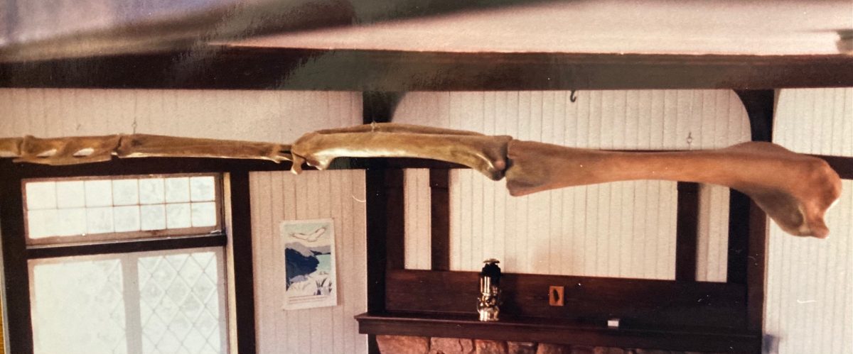 giant model of a common nighthawk's wing bone, suspended from a ceiling