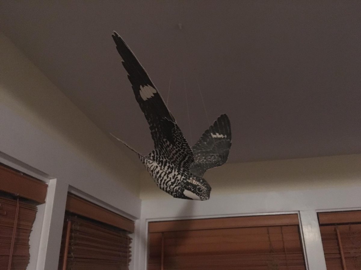 A paper cutout of a common nighthawk in flight hangs from a ceiling in a home