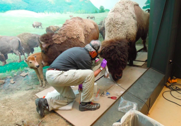 A man kneels to adjust a taxidermy bison diorama at the Peabody Museum